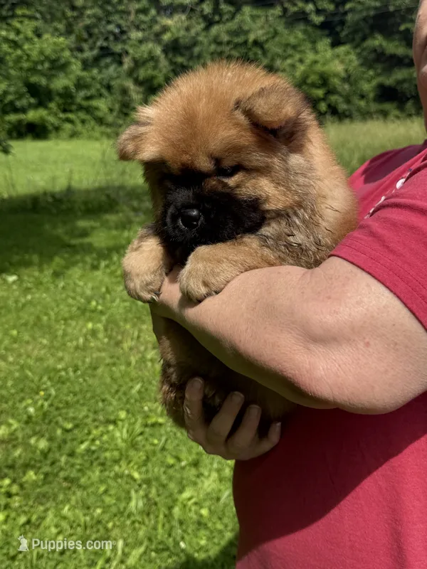Rory – Chow Chow puppy for sale in Potosi, MO