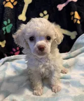 Luka, a male Poodle - Toy  for sale in Potosi, MO – 1 of 7