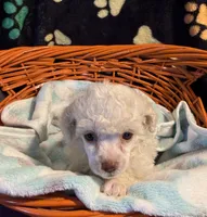 Luka, a male Poodle - Toy  for sale in Potosi, MO – 7 of 7