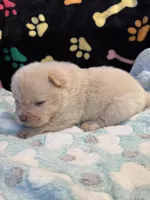 Snow, a male Chow Chow for sale in Potosi, MO – Photo 5 of 10