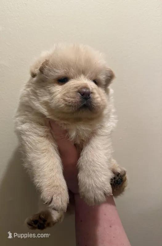 Snow – Chow Chow puppy for sale in Potosi, MO