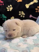 Snow, a male Chow Chow for sale in Potosi, MO – Photo 7 of 10