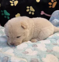 Snow, a male Chow Chow for sale in Potosi, MO – Photo 4 of 10