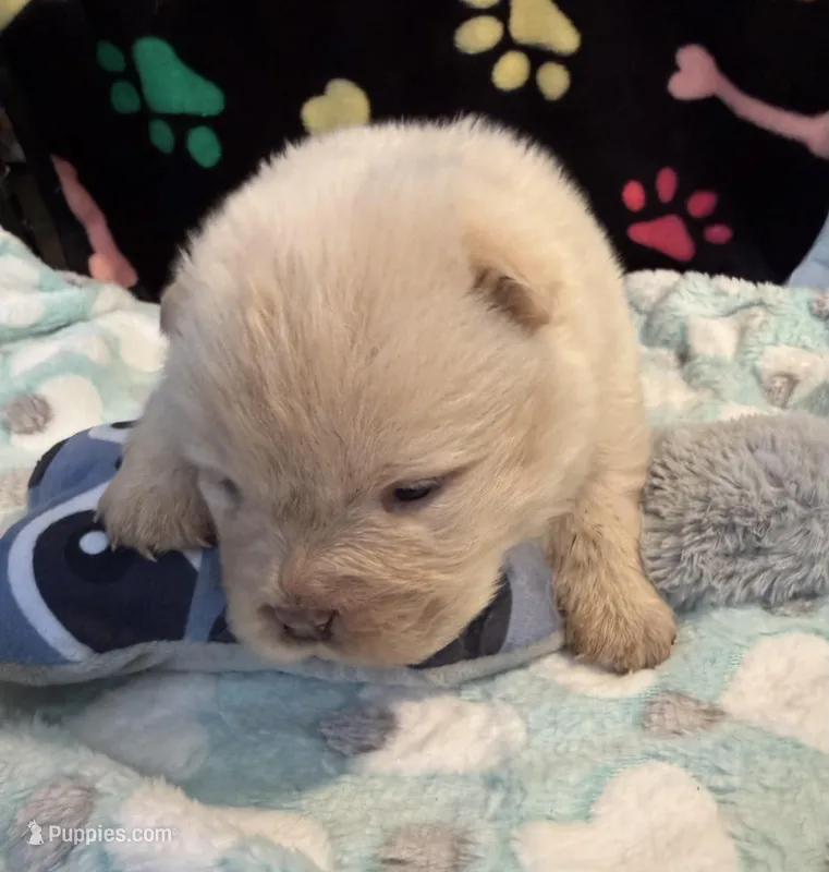 Snow – Chow Chow puppy for sale in Potosi, MO