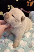 Snow, a male Chow Chow for sale in Potosi, MO – Photo 2 of 10