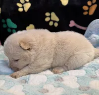 Snow, a male Chow Chow for sale in Potosi, MO – Photo 6 of 10