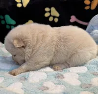 Snow, a male Chow Chow for sale in Potosi, MO – Photo 3 of 10