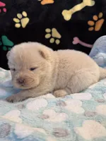 Snow, a male Chow Chow for sale in Potosi, MO – Photo 9 of 10