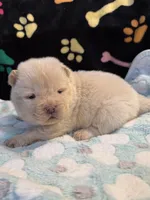 Snow, a male Chow Chow for sale in Potosi, MO – Photo 8 of 10