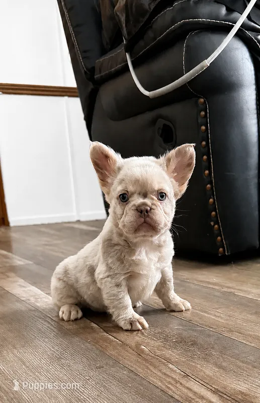 Daisy  – French Bulldog puppy for sale in Osage Beach, MO