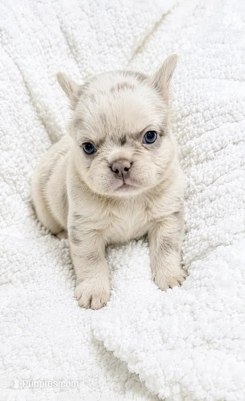 Daisy  – French Bulldog puppy for sale in Osage Beach, MO