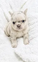 Daisy , a female French Bulldog for sale in Osage Beach, MO – 1 of 3