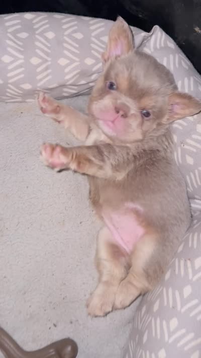 Opal , a female French Bulldog for sale in Osage Beach, MO – 4 of 4