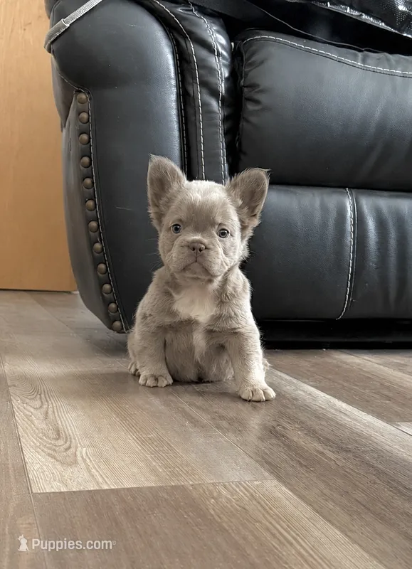 Bailey – French Bulldog puppy for sale in Osage Beach, MO