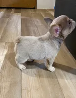 Opal , a female French Bulldog for sale in Osage Beach, MO – 2 of 4