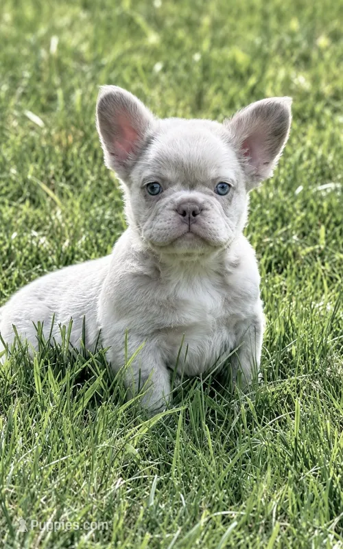Daisy  – French Bulldog puppy for sale in Osage Beach, MO