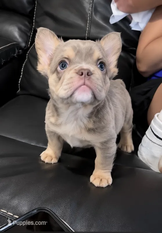 Opal  – French Bulldog puppy for sale in Osage Beach, MO