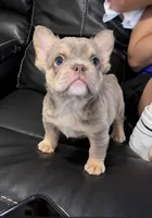 Opal , a female French Bulldog for sale in Osage Beach, MO – 1 of 4
