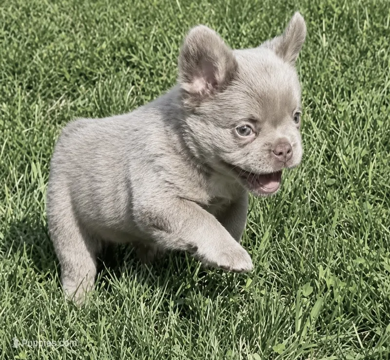 Bailey – French Bulldog puppy for sale in Osage Beach, MO