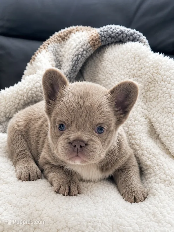 Bailey – French Bulldog puppy for sale in Osage Beach, MO