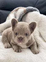 Bailey, a female French Bulldog for sale in Osage Beach, MO – 1 of 3
