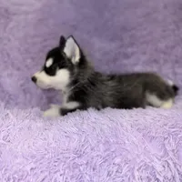 Max, a male Siberian Husky for sale in Hancock, NH – Photo 3 of 9