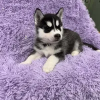 Max, a male Siberian Husky for sale in Hancock, NH – Photo 9 of 9