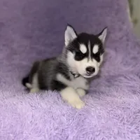 Max, a male Siberian Husky for sale in Hancock, NH – Photo 7 of 9