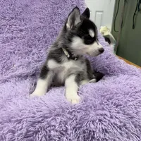 Max, a male Siberian Husky for sale in Hancock, NH – Photo 8 of 9