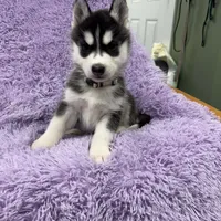 Max, a male Siberian Husky for sale in Hancock, NH – Photo 4 of 9