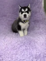 processed/7225651b-5544-4678-90b2-f650d75d81b4/listing/26f67683-4c7c-43c8-90a3-ee0047e4b9e7/f7b612af-1f7a-4d77-97d8-b58a62584c64