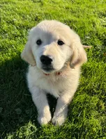 Lucy, a female Golden Retriever for sale in Hancock, NH – 3 of 10