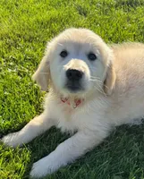 Lucy, a female Golden Retriever for sale in Hancock, NH – 4 of 10
