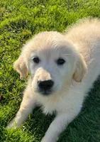 Lucy, a female Golden Retriever for sale in Hancock, NH – 2 of 10