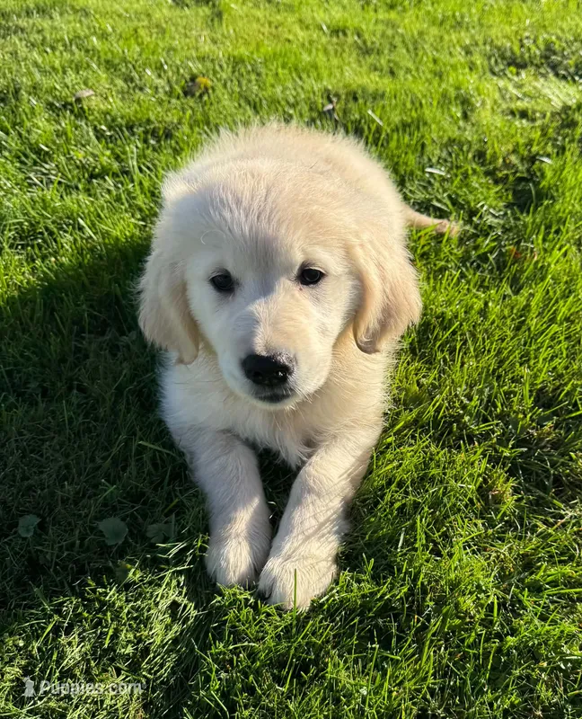 Lucy – Golden Retriever puppy for sale in Hancock, NH