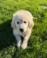 Lucy, a female Golden Retriever for sale in Hancock, NH – 1 of 10