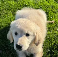 Lucy, a female Golden Retriever for sale in Hancock, NH – 7 of 10