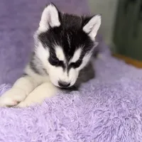 Wolfie, a male Siberian Husky for sale in Hancock, NH – Photo 5 of 7