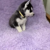 Wolfie, a male Siberian Husky for sale in Hancock, NH – Photo 4 of 7