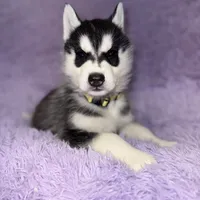 Wolfie, a male Siberian Husky for sale in Hancock, NH – Photo 2 of 7