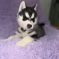 Wolfie, a male Siberian Husky for sale in Hancock, NH – Photo 1 of 7