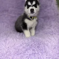 Wolfie, a male Siberian Husky for sale in Hancock, NH – Photo 3 of 7