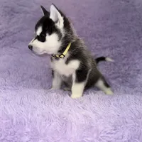 Wolfie, a male Siberian Husky for sale in Hancock, NH – Photo 6 of 7