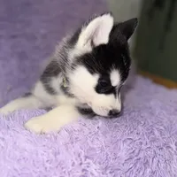 Wolfie, a male Siberian Husky for sale in Hancock, NH – Photo 7 of 7