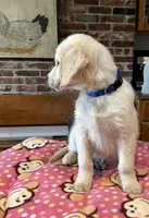 Duke, a male Golden Retriever for sale in Hancock, NH – Photo 3 of 6