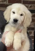 Duke, a male Golden Retriever for sale in Hancock, NH – Photo 6 of 6