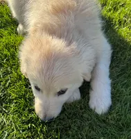Lucy, a female Golden Retriever for sale in Hancock, NH – 8 of 10