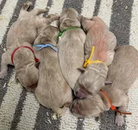 puppies, a female Golden Retriever for sale in Hancock, NH – Photo 2 of 3