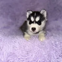 Strike, a male Siberian Husky for sale in Hancock, NH – Photo 1 of 7