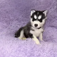 Strike, a male Siberian Husky for sale in Hancock, NH – Photo 4 of 7